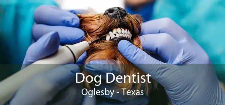 Dog Dentist Oglesby - Texas