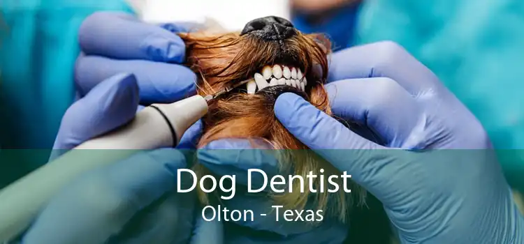 Dog Dentist Olton - Texas