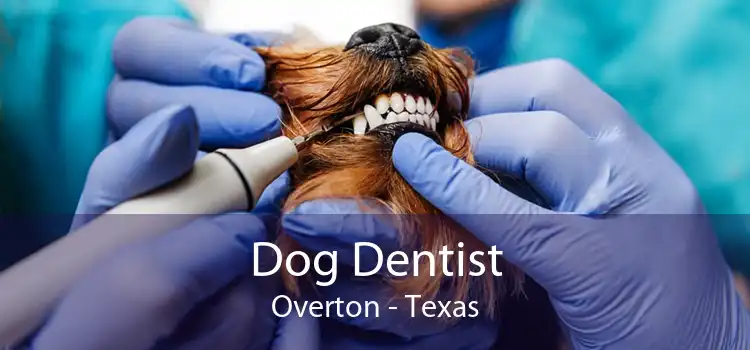 Dog Dentist Overton - Texas