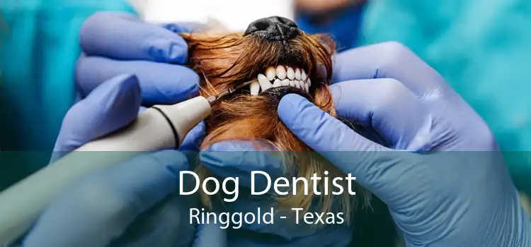 Dog Dentist Ringgold - Texas