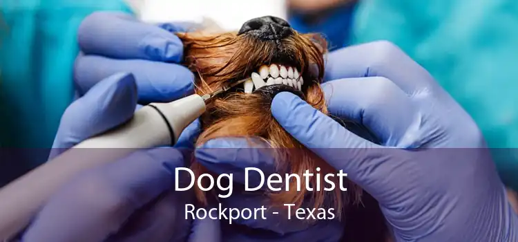 Dog Dentist Rockport - Texas