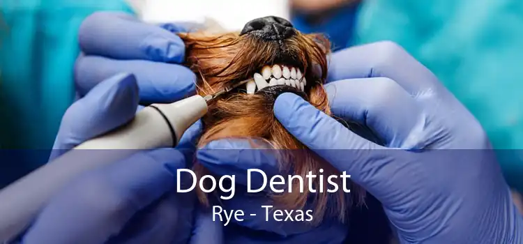 Dog Dentist Rye - Texas