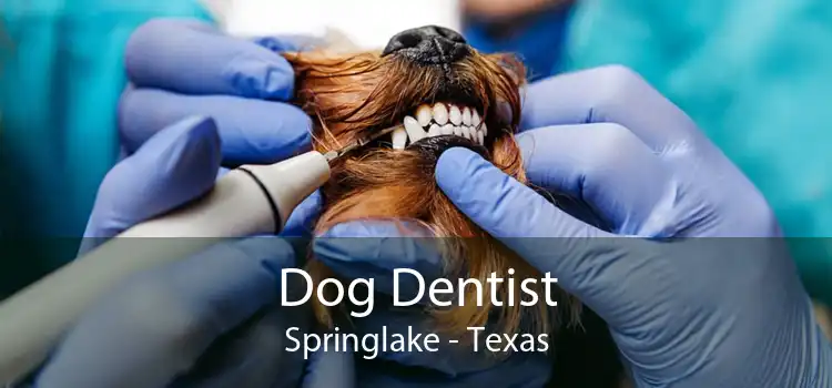 Dog Dentist Springlake - Texas