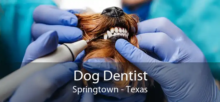 Dog Dentist Springtown - Texas