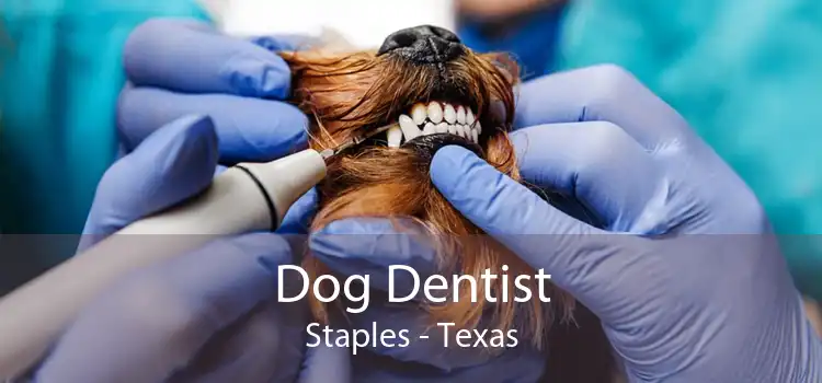 Dog Dentist Staples - Texas