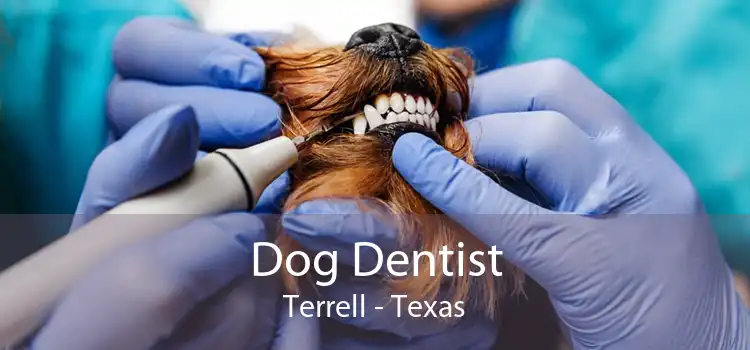 Dog Dentist Terrell - Texas