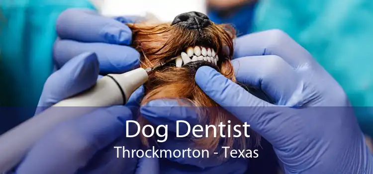 Dog Dentist Throckmorton - Texas