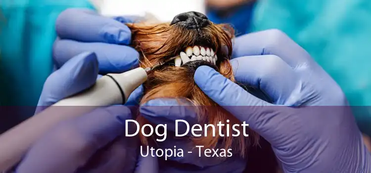 Dog Dentist Utopia - Texas