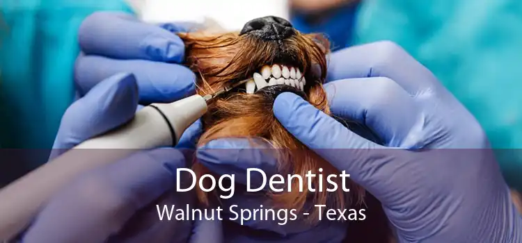 Dog Dentist Walnut Springs - Texas