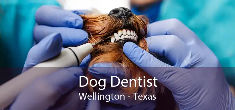 Dog Dentist Wellington - Texas