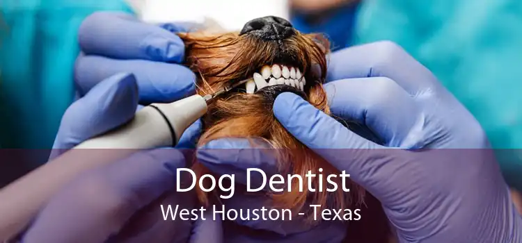 Dog Dentist West Houston - Texas