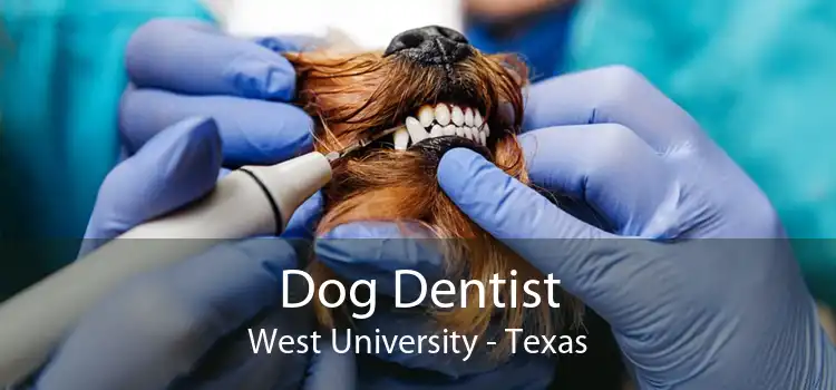 Dog Dentist West University - Texas