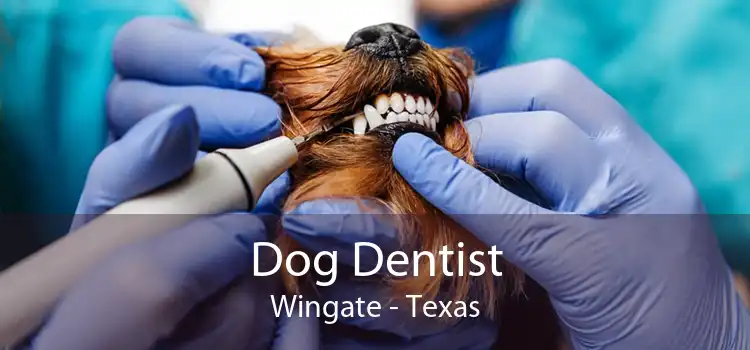 Dog Dentist Wingate - Texas