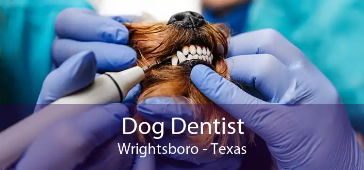 Dog Dentist Wrightsboro - Texas