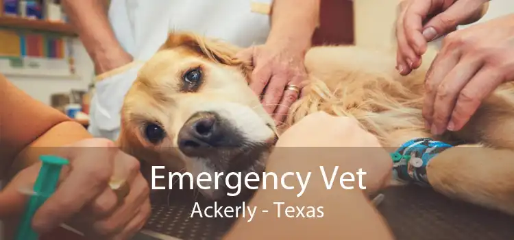 Emergency Vet Ackerly - Texas