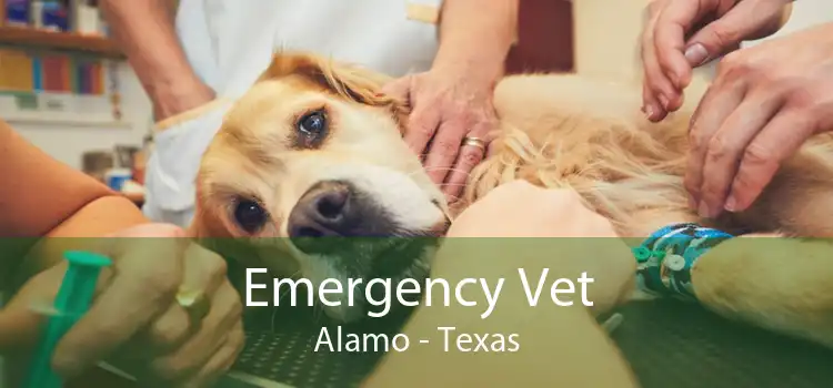 Emergency Vet Alamo - Texas