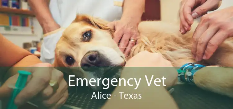 Emergency Vet Alice - Texas