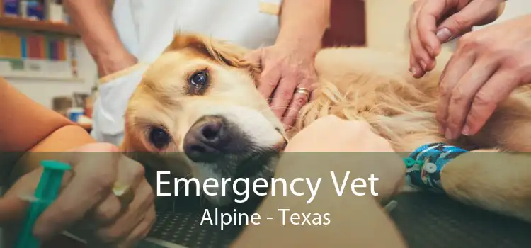 Emergency Vet Alpine - Texas