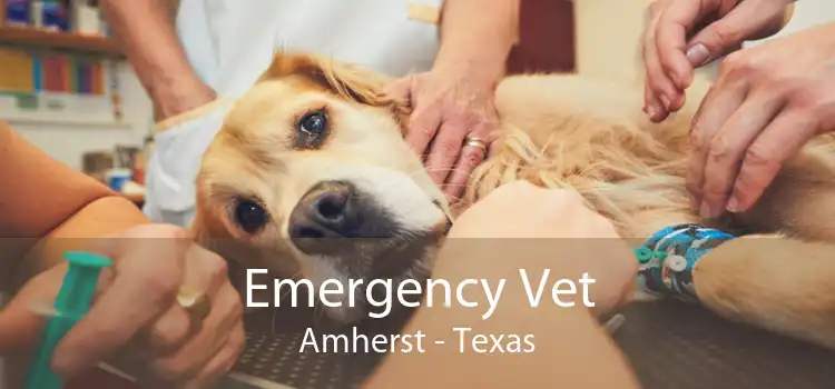 Emergency Vet Amherst - Texas