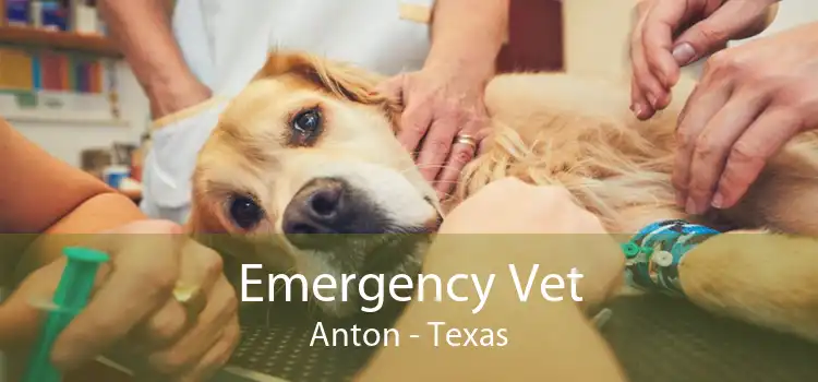 Emergency Vet Anton - Texas