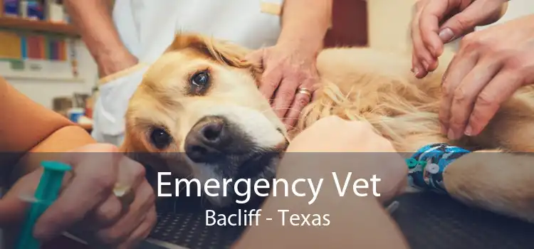 Emergency Vet Bacliff - Texas