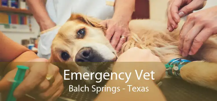 Emergency Vet Balch Springs - Texas