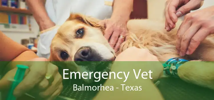 Emergency Vet Balmorhea - Texas