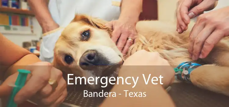 Emergency Vet Bandera - Texas