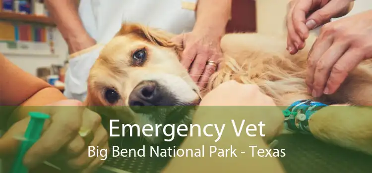 Emergency Vet Big Bend National Park - Texas