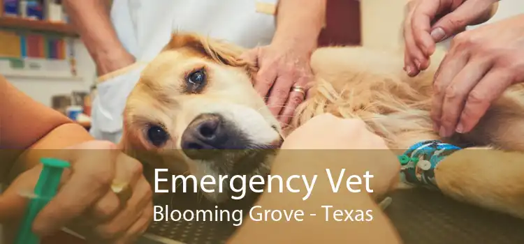 Emergency Vet Blooming Grove - Texas