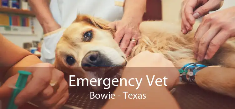 Emergency Vet Bowie - Texas