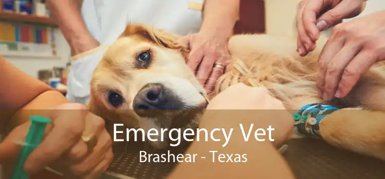 Emergency Vet Brashear - Texas