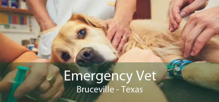 Emergency Vet Bruceville - Texas