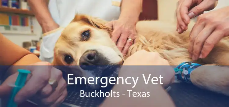 Emergency Vet Buckholts - Texas