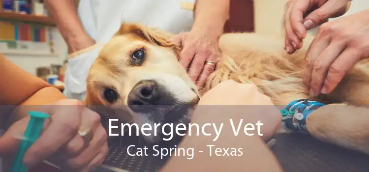 Emergency Vet Cat Spring - Texas