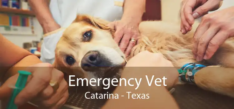 Emergency Vet Catarina - Texas