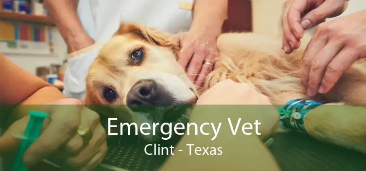 Emergency Vet Clint - Texas