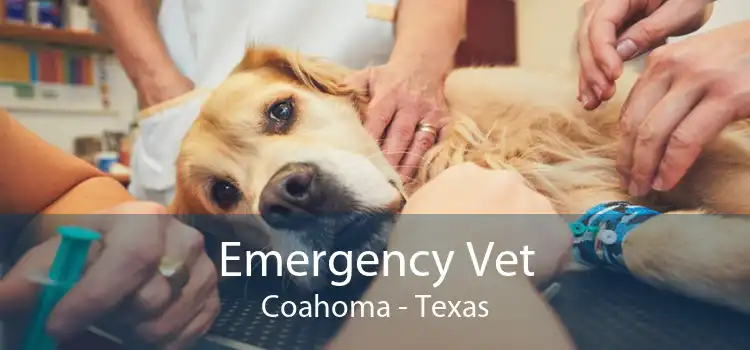 Emergency Vet Coahoma - Texas