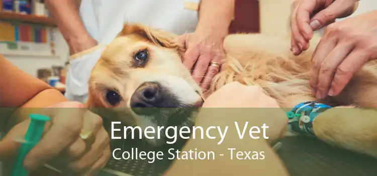 Emergency Vet College Station - Texas