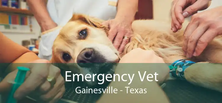 Emergency Vet Gainesville - Texas