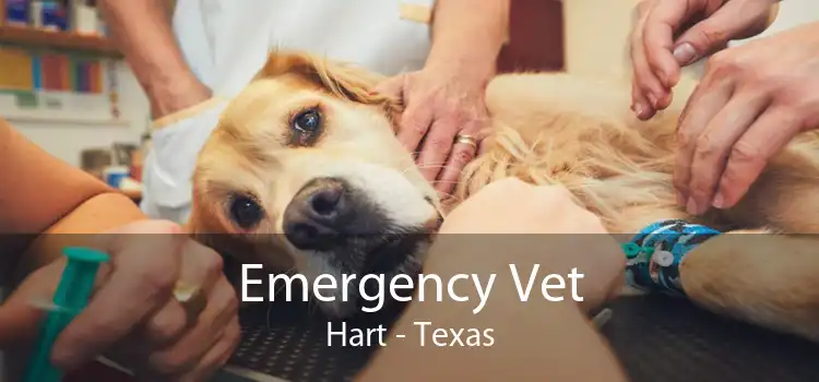 Emergency Vet Hart - Texas