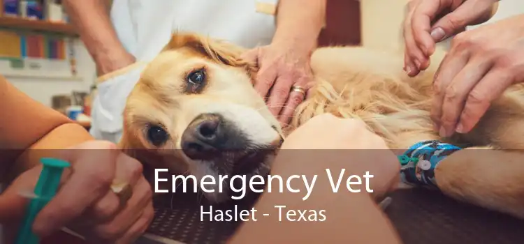 Emergency Vet Haslet - Texas