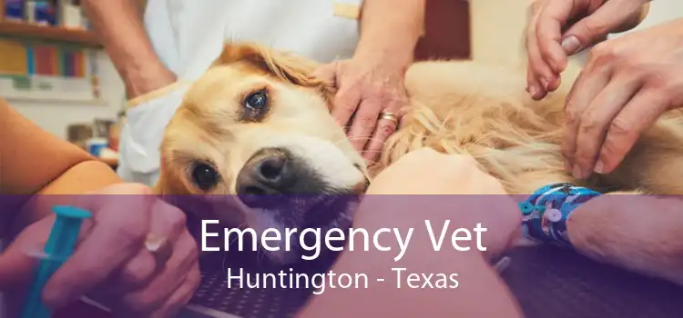 Emergency Vet Huntington - Texas