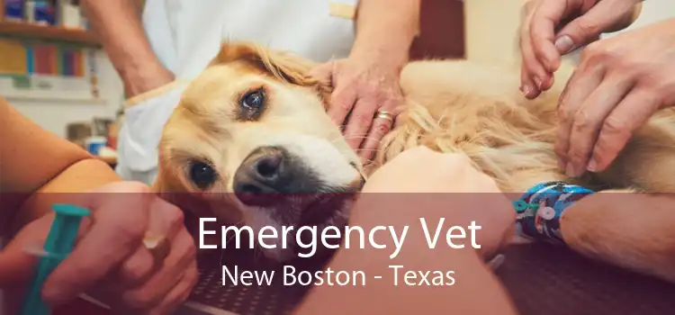 Emergency Vet New Boston - Texas