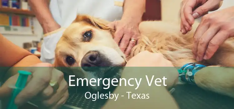Emergency Vet Oglesby - Texas