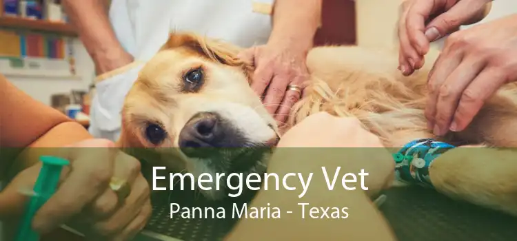 Emergency Vet Panna Maria - Texas