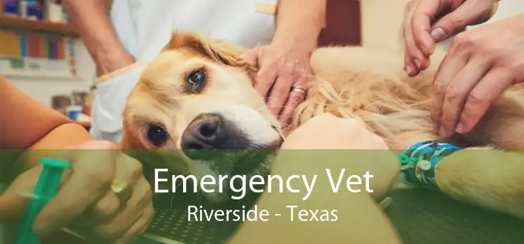Emergency Vet Riverside - Texas