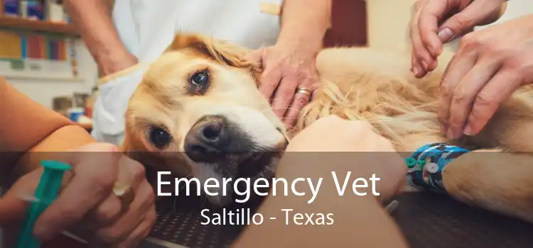 Emergency Vet Saltillo - Texas