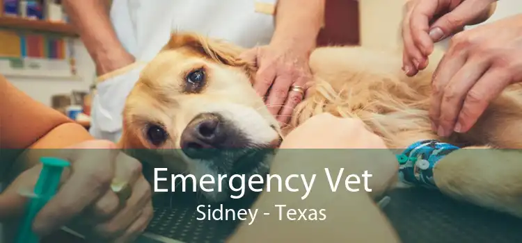 Emergency Vet Sidney - Texas