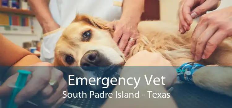 Emergency Vet South Padre Island - Texas